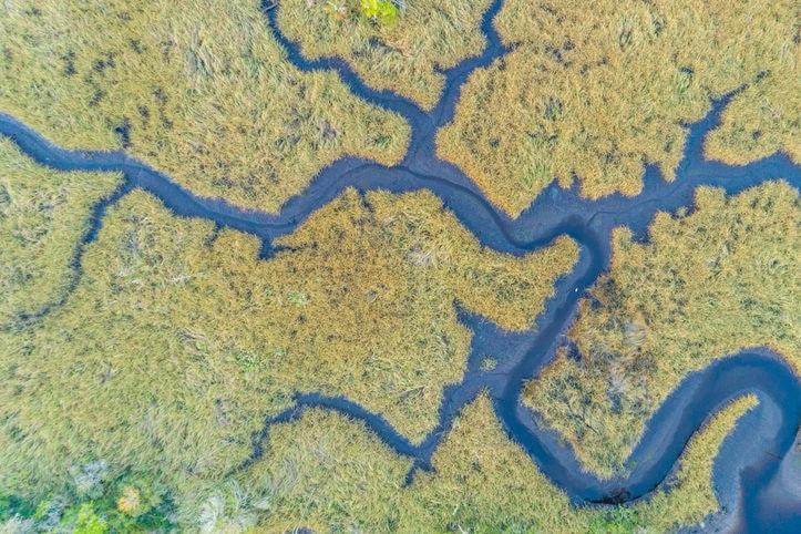 drone view directly over florida wetland